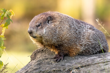 Woodchuck, resisting the urge to chuck wood.  Groundhog (Marmota monax) bathes in the golden morning light. Preparing for Groundhog day. Looking for its shadow.  Captured in controlled conditions.