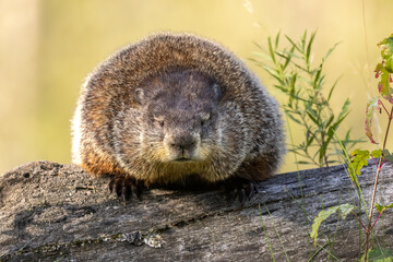 Dozing, sleepy woodchuck. Groundhog (Marmota monax) snoozing on his preferred log. Small mammal napping in the morning sunlight. Large rodent preparing for groundhog day. Taken in controlled coditions