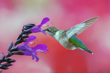 An active Ruby thoughted hummingbird collecting nectar   