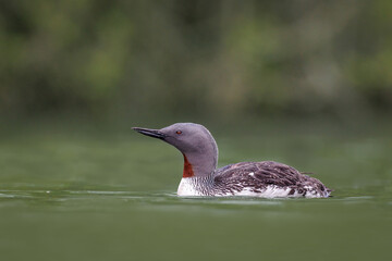 red necked grebe swimming against a green background 