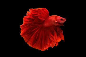 Red betta fish, siamese fighting fish, isolated on black background.