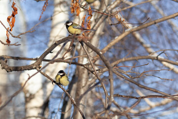 A beautiful little titmouse sits on a branch in winter and flies for food. Other birds are also sitting on the branches. Sparrows and titmice on a branch near the feeder