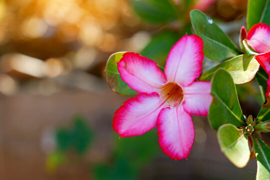 Adenium flowers, petals connected together in a trumpet shape, split into 5 lobes, white and pink in color. Soft and selective focus.