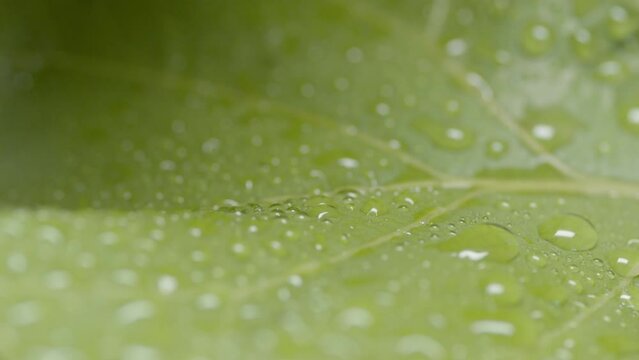 Macro shot of water drops roll down on ficus elastica leaf while raining | Natural skin care products commercial