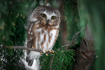Northern saw whet owl with a very nice yellow eyes in a green tree