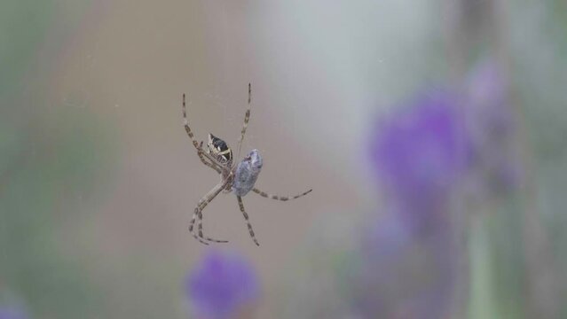 Close-up of a silver Argiope spider sitting on the web with prey among lavender floswers.