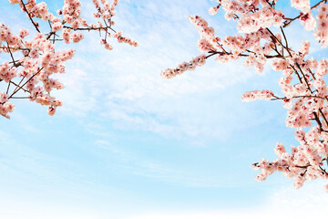 봄에 피는 벚꽃나무배경 연출
