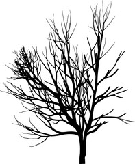 Tree branch silhouette