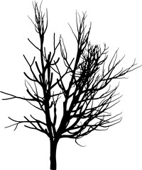 Tree branch silhouette