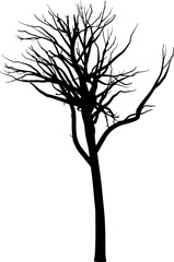 Obraz premium Tree branch silhouette