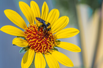 Abeja polinizadora extrayendo el néctar de una flor