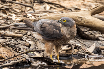 Brown Goshawk in Victoria, Australia