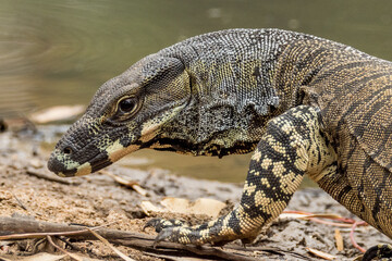 Lace Monitor in Victoria, Australia