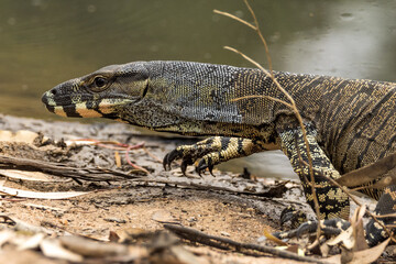 Lace Monitor in Victoria, Australia