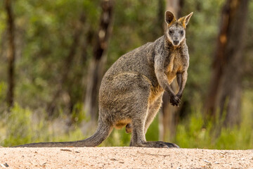 Swamp Wallaby in Victoria, Australia