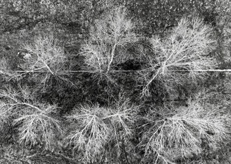 black and white looking down on trees