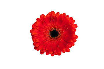 Red gerbera daisy. Isolated on white, with clipping path.