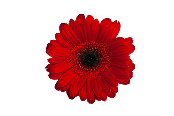 Red gerbera daisy. Isolated on white, with clipping path.