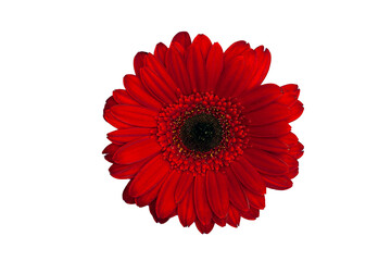 Red gerbera daisy. Isolated on white, with clipping path.