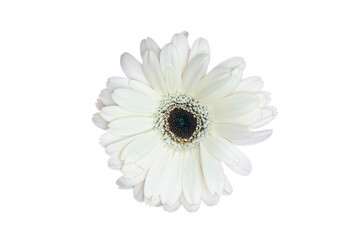 Fototapeta na wymiar White gerbera flower isolated on a white background