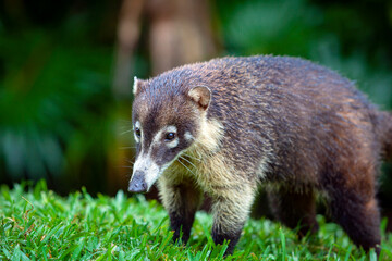 White-nosed Coati - Nasua narica, known as the coatimundi, family Procyonidae (raccoons and relatives). Spanish names for the species are pizote, antoon, and tejon. Long tails up.