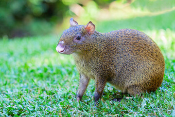 A Central American Agouti (Dasyprocta punctata) walking in grass,  Mexico the Yucatan Peninsula