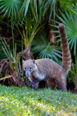 White-nosed Coati - Nasua narica, known as the coatimundi, family Procyonidae (raccoons and relatives). Spanish names for the species are pizote, antoon, and tejon. Long tails up.