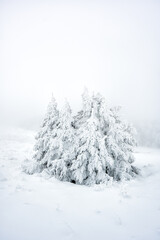 Winter like a fairy tale in a mountain meadow. Winter scenery on Połonina Wetlińska, Bieszczady National Park, Poland. It is one of the most popular travel destinations in Poland.