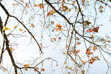 picture of maple leaves by the lake