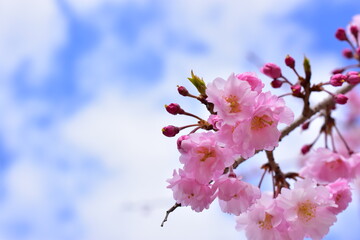 青空に咲き誇る満開の桜の花