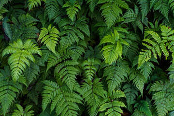 picture of ferns in the forest