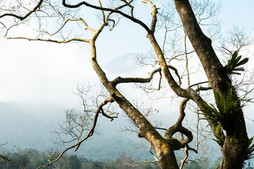 picture of trees in the forest