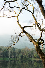 the image of the forest by the lake