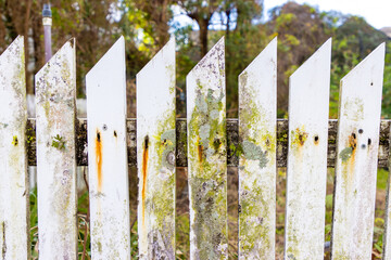 Fence in need of cleaning
