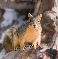 Naklejka na ściany i meble A fox squirrel enjoys the morning on a weathered log.