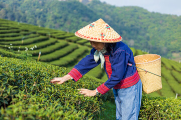 Senior asian woman in traditional cloth picking fresh tea leaves in the morning in her hill side tea farming and plantation business concept
