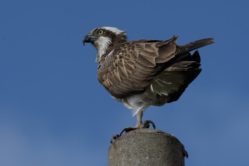 準絶滅危惧のミサゴ