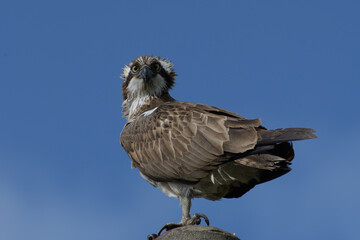 準絶滅危惧のミサゴ