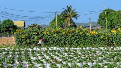 Happiness young girl having fun and cheerful in the organic strawberry farm on warm sunny day. New generation with agriculture. Kid on strawberry plantation field. Outdoor summer fun in countryside.