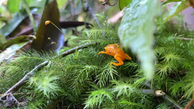 Brachycephalus tiny orange frog on Brazil's Atlantic Forest