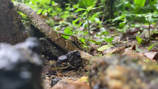 Pit viper Jararaca (Bothrops jararaca) young snake moving with heads up on atlantic forest floor crossing frame