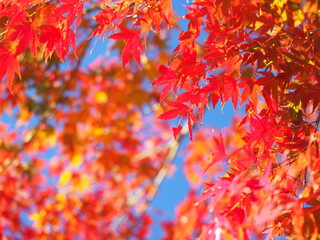 秋の青空と赤く色づくもみじ
