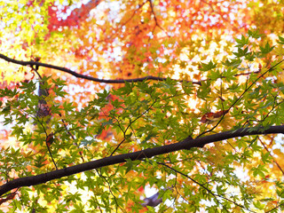 カラフルな紅葉のグラデーション