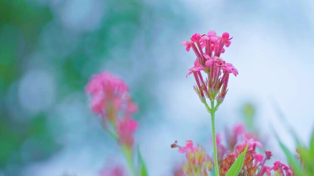 Pink flowers blown in the wind with a blurred background of leaves and sky.