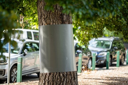 Tree guard on a mature tree in a park protecting it from possums