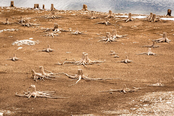 Dead tree stumps in cracked soil on the edge of the Spray Lakes Reservoir in Kananaskis Country, Alberta