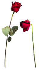 Dying red roses isolated on a transparent background.