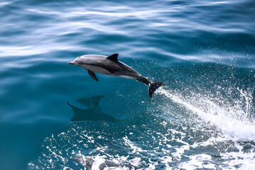 Fototapeta premium seagull in flight