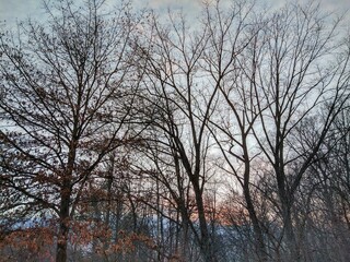 Fototapeta na wymiar Soft January Forest Park Sunset Behind Trees