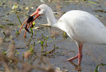 
American white ibis eating crawfish at Brazos band state park
